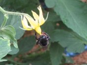 トマトの花大好きです。受粉してま～す!