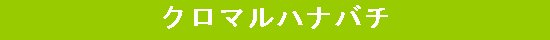 クロマルハナバチ